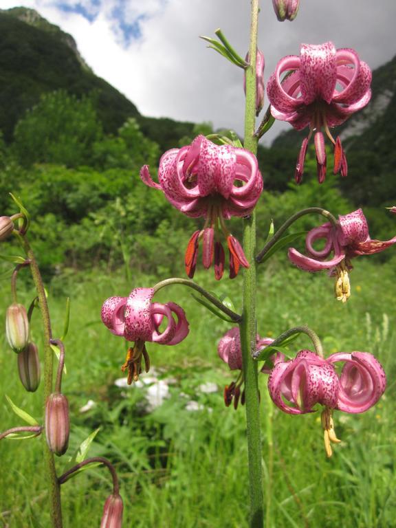 Bezgova Hisica Villa Bovec Luaran gambar