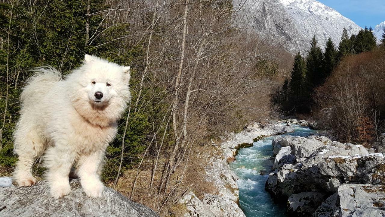 Bezgova Hisica Villa Bovec Luaran gambar